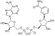 CAS:53-84-9_烟酰胺腺嘌呤双核苷酸的分子结构